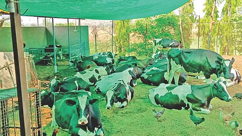 Hingani dairy business success story