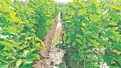 agriculture subsidy issue