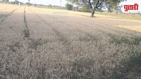 Nevasa Unseasonal Rain