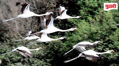 Thane Creek Flamingo