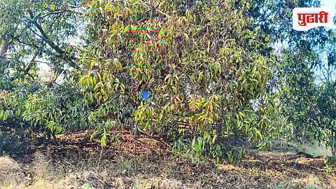 Hapus Mango Production