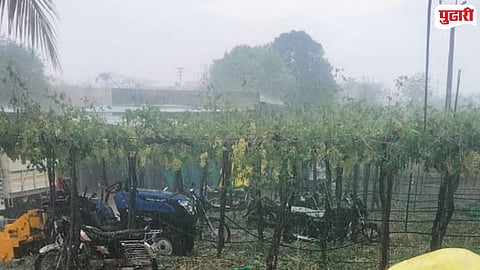 Grape Farm Damage Hailstorm