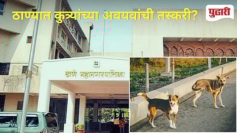 Thane News | धक्कादायक! ठाण्यात होते कुत्र्यांच्या अवयवांची तस्करी!