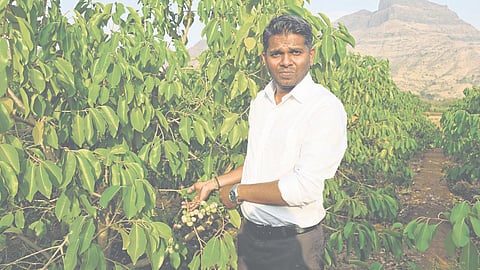 Thailand white jamun