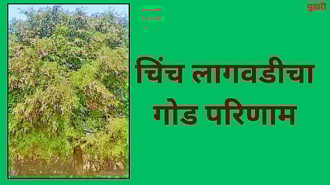 tamarind cultivation news