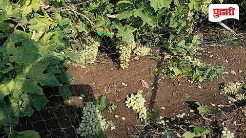 Unseasonal rain solapur| पडसाळीत तीन एकर द्राक्षबाग भुईसपाट