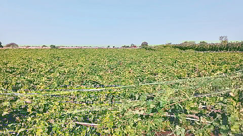 Solapur unseasonal rain: अवकाळीने पिकांचे नुकसान