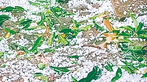 Sangli unseasonal rain