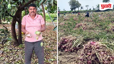 Unseasonal Rain Crop Damage