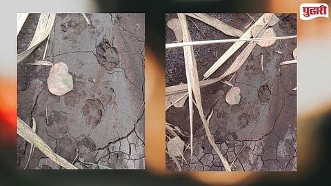 Leopard in Kumbhoj Hatkanangale