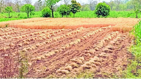 unseasonal rain damage