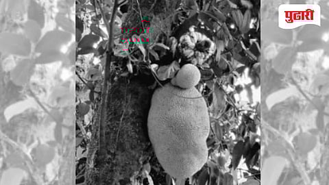 Sindhudurg news | फणसाच्या झाडाला चक्क केळीचा घड