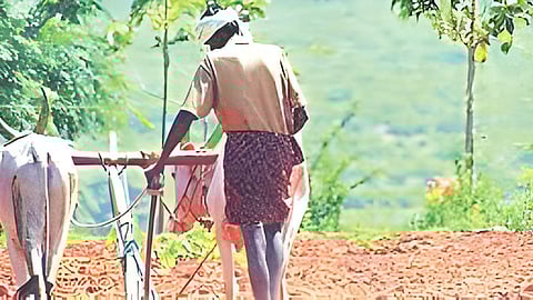 farm labour shortage