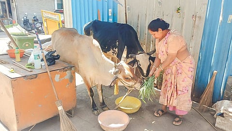 Cow protection protest