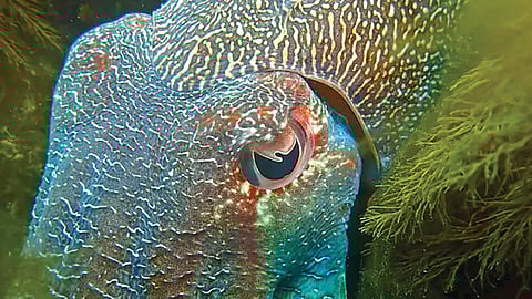 Animal Pupil Shapes |