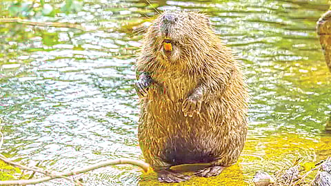 Beaver animals |