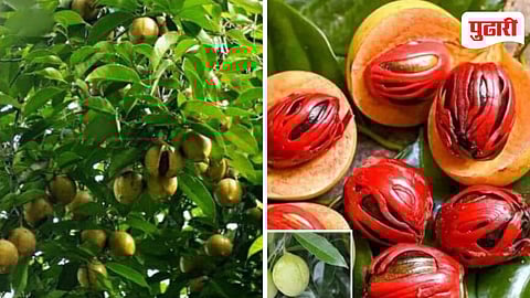 Nutmeg Farming Konkan