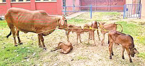 Sahiwal Calf Breeding