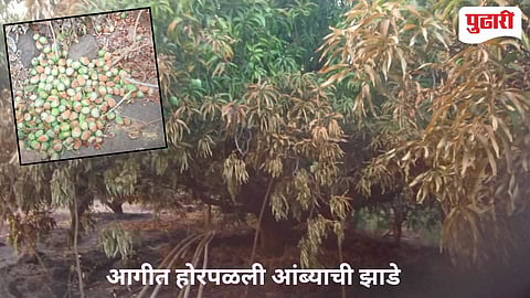 Sindhudurg Fire News | सौंदाळे सडा भागात अग्नितांडव ; २०० ते २५० आंबा कलमे होरफळली ;