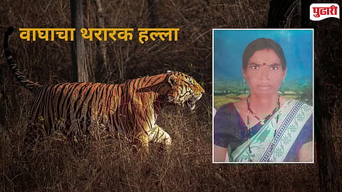 Talodhi forest range tiger killing woman
