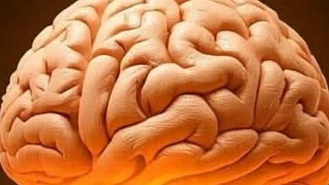 Egg Benefits for Brain : अंडी खाण्याचे मेंदूला होणारे ८ 'सुपर' फायदे!