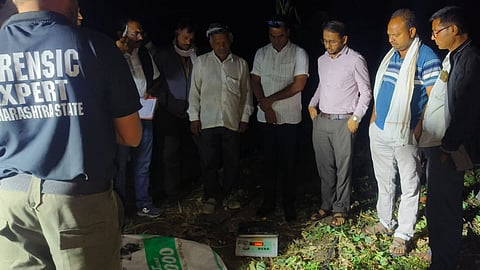 Buldhana Crime : वांग्याच्या शेतात अफूचा 'मळा'; LCB चा छापा, ९ लाखांचा मुद्देमाल जप्त