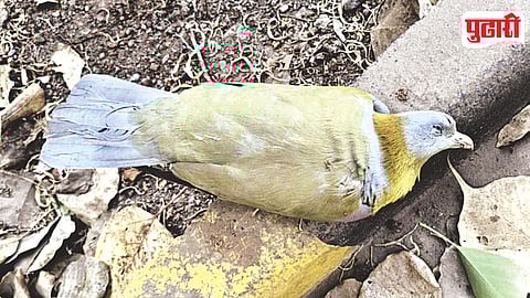 Hariyal Bird Death
