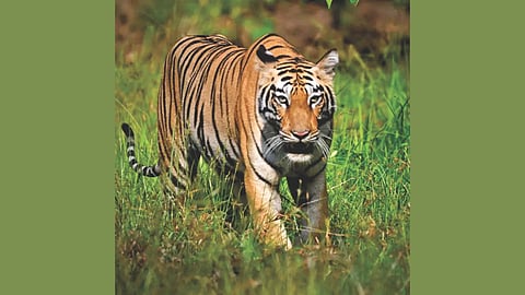 tiger leopard population increase