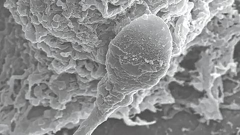 zero gravity reproduction |