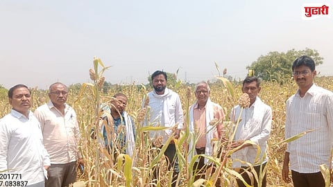 Purna Tarangal Jowar crop