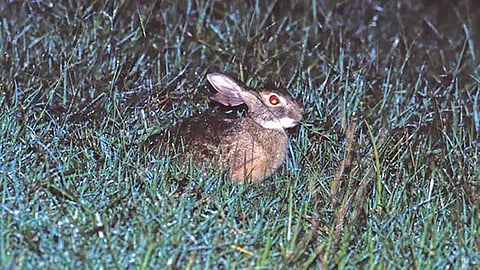 Hainan hare sighting |