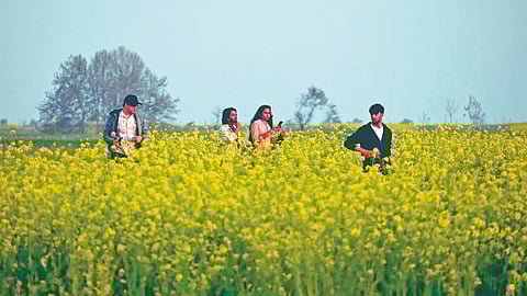 Kashmir saffron farming |