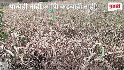 ज्वारीची उंची फक्त दीड फुटावरच खुंटली, शेतकऱ्यांच्या हातात बाटूकः