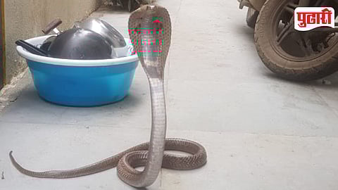 Pimpri Chinchwad Snake Sightings