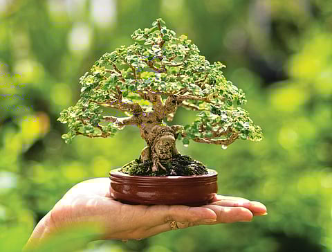 Bonsai Art History |