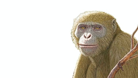 Human Origin North Africa |