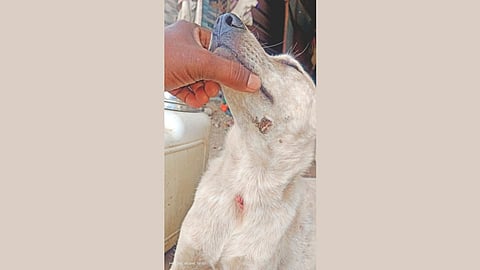 Leopard attack on farmer