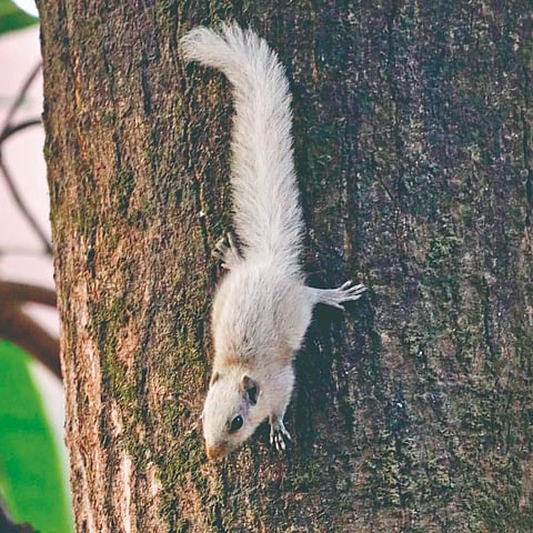 rare-white-squirrels-spotted-in-kolhapur-ap84