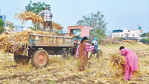 Satara news: कडब्याच्या गंजीला महागाईची झळ