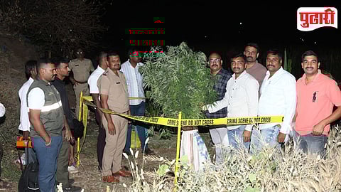 Junnar Cannabis Cultivation