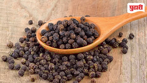 Konkan Black Pepper