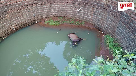 Radhangari News | चाऱ्याच्या शोधात भरकटलेल्या गव्याच्या पिल्लाचा विहीरीत पडून मृत्यू!