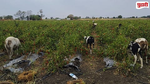 Kej taluka Shimla Mirch price drop