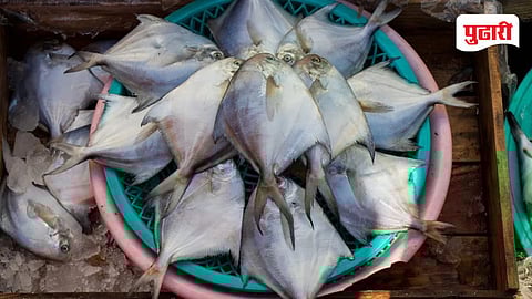 Goa fish price