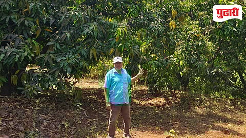 Alphonso Mango Crop Loss