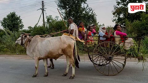 Bullock Cart Disappearing
