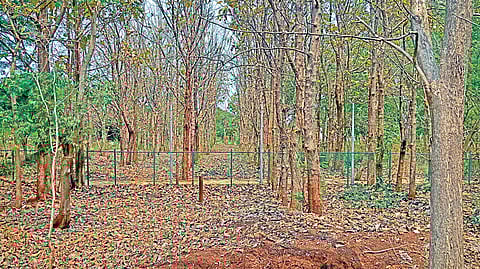 Kumaraswamy Layout tree cutting