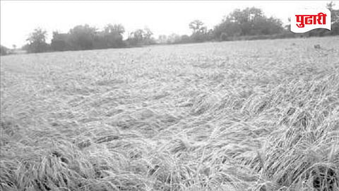 Sinnar tehsil damaged crops