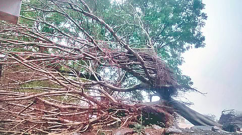 जत पूर्व भाग, शिराळा तालुक्यात जोरदार पाऊस