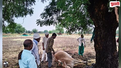 Bullock killed by lightning Gevrai Beed